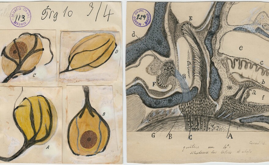 Calyces (left) resemble the base of flower petals. These cells help the brain perceive sound and locate where it's coming from. On the right, the labyrinth of the inner ear, which contains the sensory structures for balance and hearing.