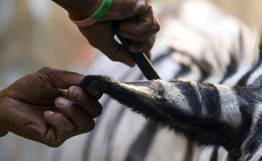 A donkey gets black zebra stripes painted on his ears in a downtown alley in Tijuana, Mexico, in 2008.