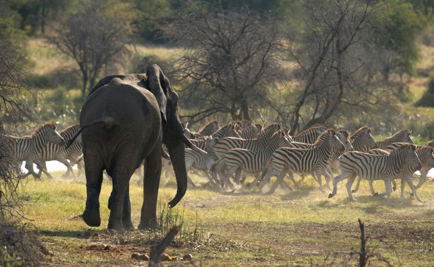 An elephant bull stampedes a herd of zebra along the Boteti River, Makgadikgadi Pans National Park, Botswana.