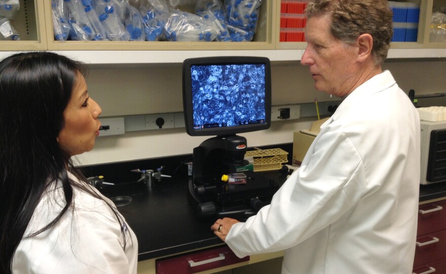 Dr. Richard Schlegel and postdoctoral fellow Nancy Palechor-Ceron use a microscope to look at human epithelial cells growing on mouse fibroblasts at Georgetown University Medical Center.
