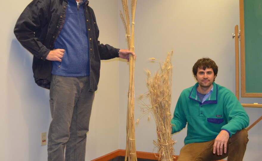 Steven Jones (left) and Colin Curwen-McAdams compare the tall stalks of Salish Blue with conventional wheat stalks.