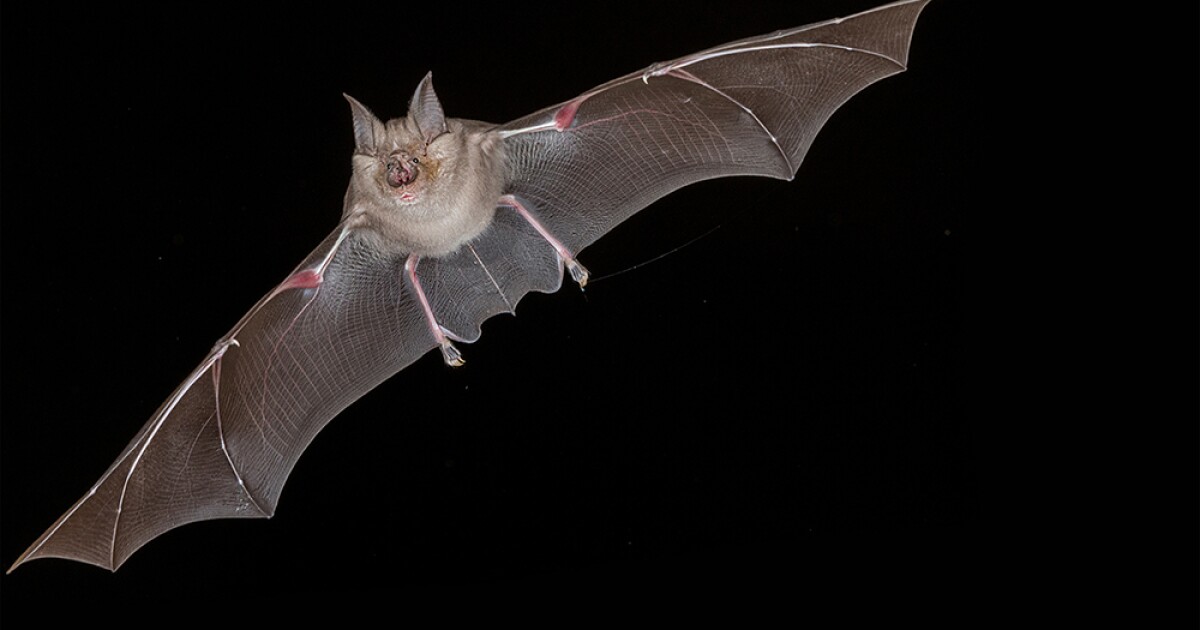 Nova Bat Superpowers Kpbs Public Media