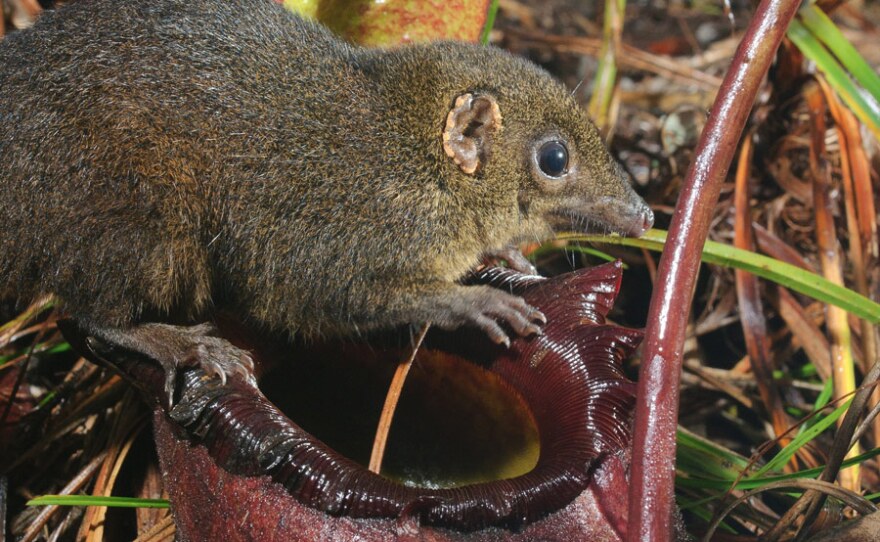 Rajah pitcher plant (Nepenthes rajah) with Mountain Treeshrew (Tupaia Montana). The pitcher plant (largest in the world) is a tree shrew toilet. It feeds the tree shrew with nectar and receives fertilizer in the form of droppings in return. Kotu Kinabalu, Sabah, Malaysia.