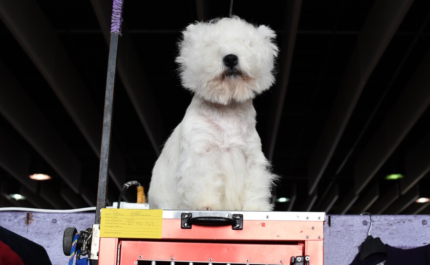 A West Highland white terrier surveys all the land (it assumes) it owns. The confident breed takes even its grooming with aplomb.