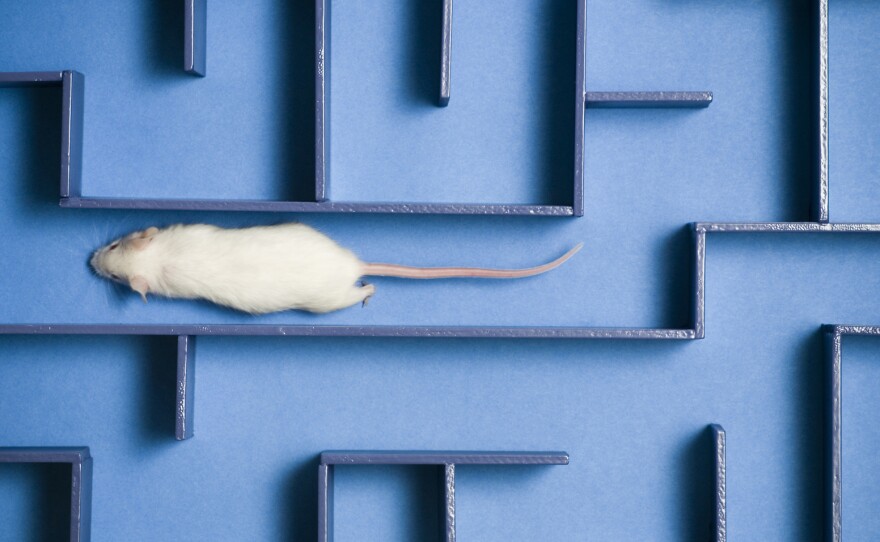 Researchers found that a protein in human umbilical cord blood plasma improved learning and memory in older mice, but there's no indication it would work in people.
