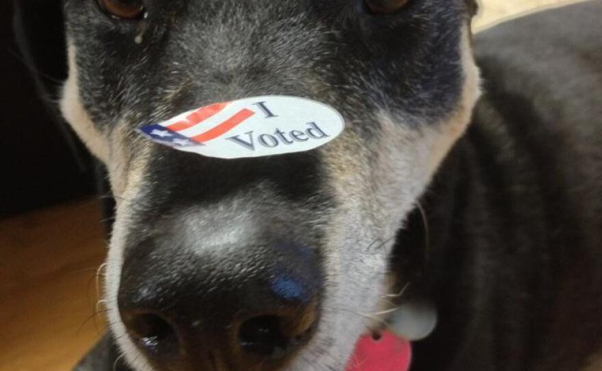 Alameda, Calif., resident Michelle Wong shows off her "I Voted" sticker on her dog, Sarah.