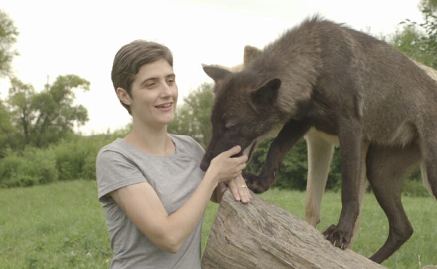 NOVA meets with researcher Kathryn Lord from the University of Massachusetts, Amherst/Gettysburg College, who has reared a group of wolves from birth to see how they interpret visual information and how it contrasts with dogs.