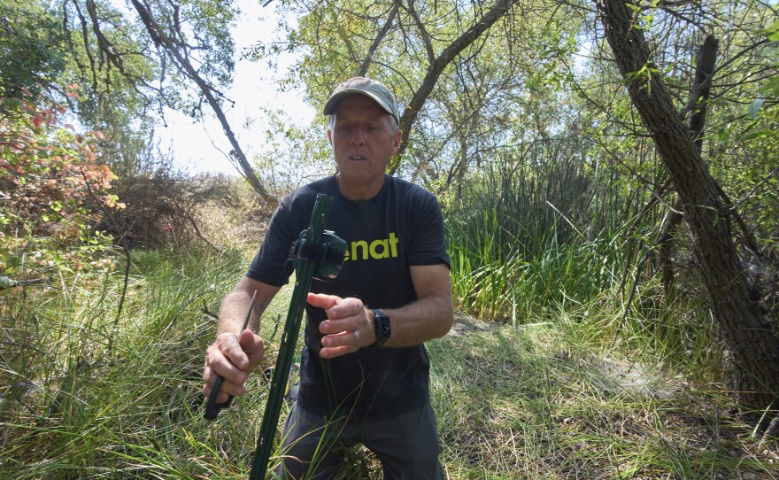 Herpetologist Brad Hollingsworth switches out a recording device used to detect red-legged frogs and their invasive competitors as part of cross-border efforts to bring back the species to Southern California by transplanting eggs from ponds in Baja California, Mexico, Wednesday, Aug. 13, 2025, outside of Murrieta, Calif.