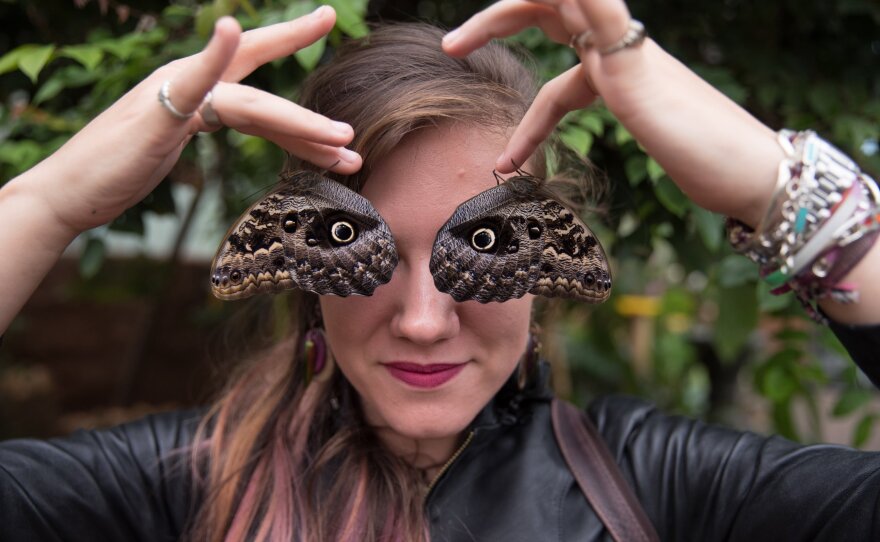Entomologist Nancy Miorelli holds two owl butterflies at the Mariposario in Mindo, Ecuador.