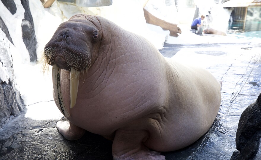 Dozer, the 3,500-pound adult male Pacific walrus, at SeaWorld San Diego.