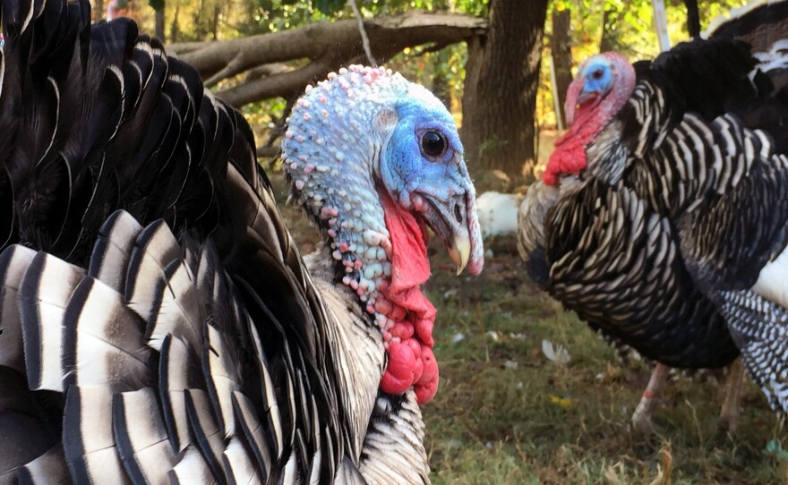 Narragansett turkeys have free range of 12 acres on Dana Kee's Moose Manor Farm, located along the Potomac River in Maryland.