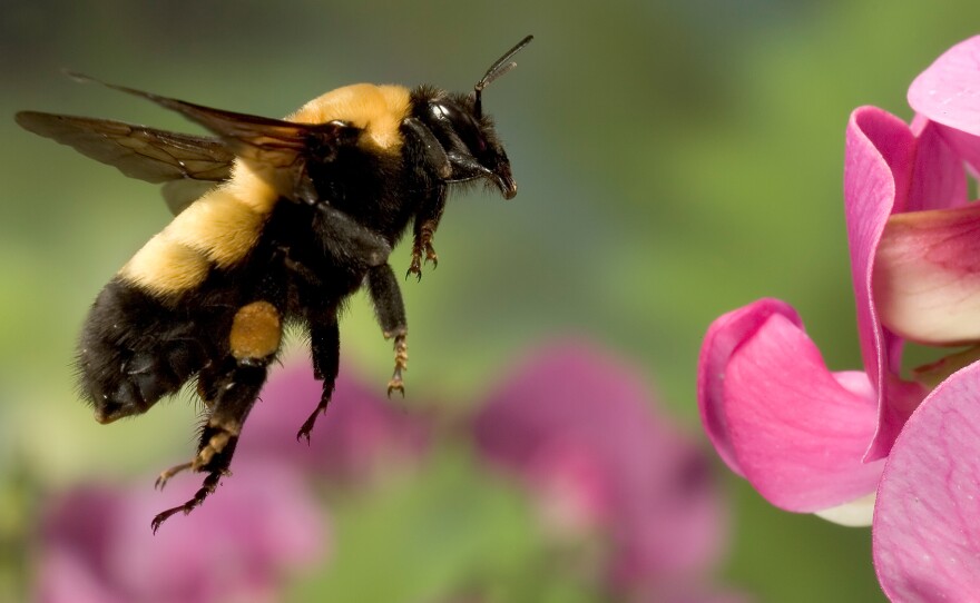 Bumblebees have 100,000 times fewer neurons than humans do, but they can learn new skills quickly when there's a sweet reward at the end.