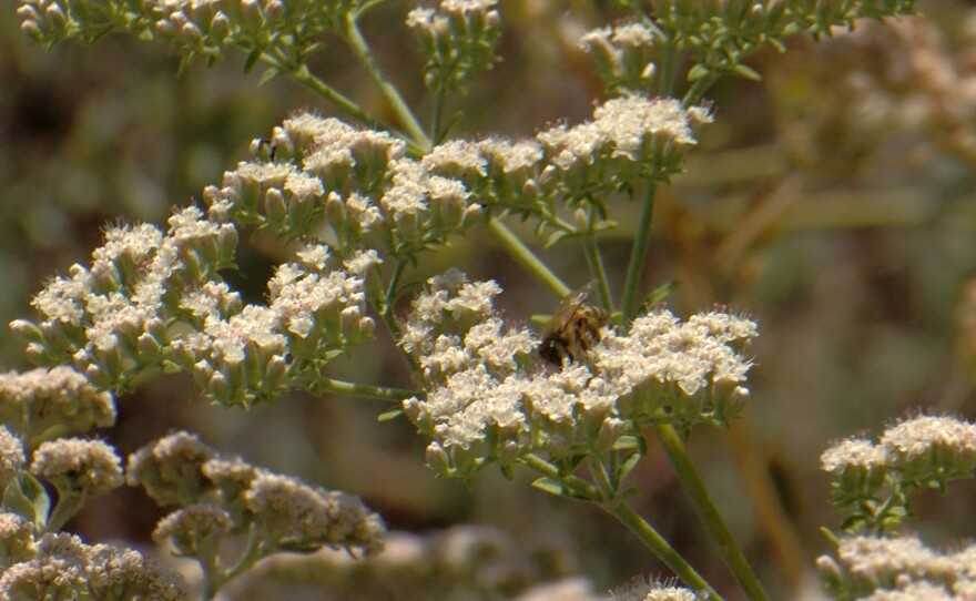 White flowers bee.jpg