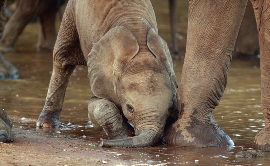 Baby elephant kneels to drink