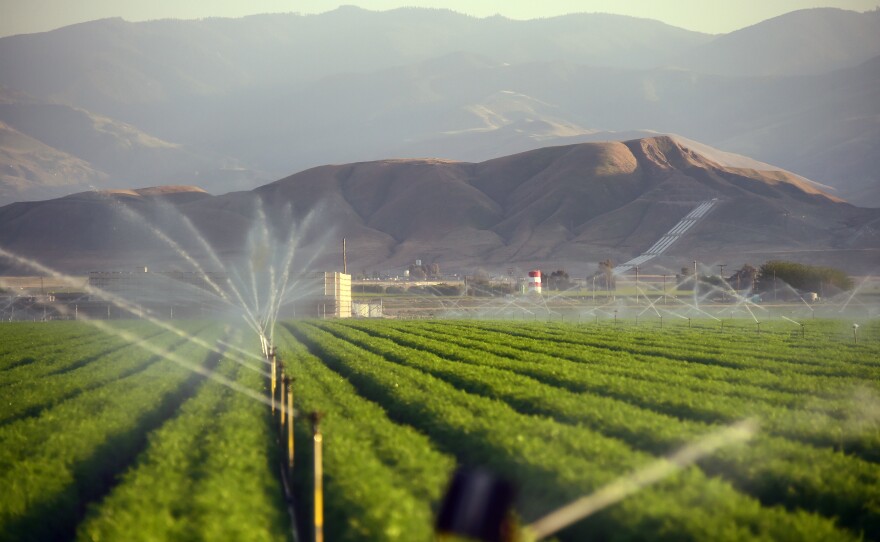Fields of carrots are watered March 29, 2015, in Kern County, Calif. Subsidized water flowing in federal and state canals down from the wet north to the arid south helped turn the dry, flat plain of the San Joaquin Valley into one of the world's most important food-growing regions.