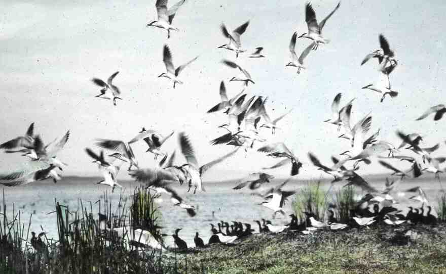 A flock of Caspian terns takes flight in this hand-colored 1908 photo.