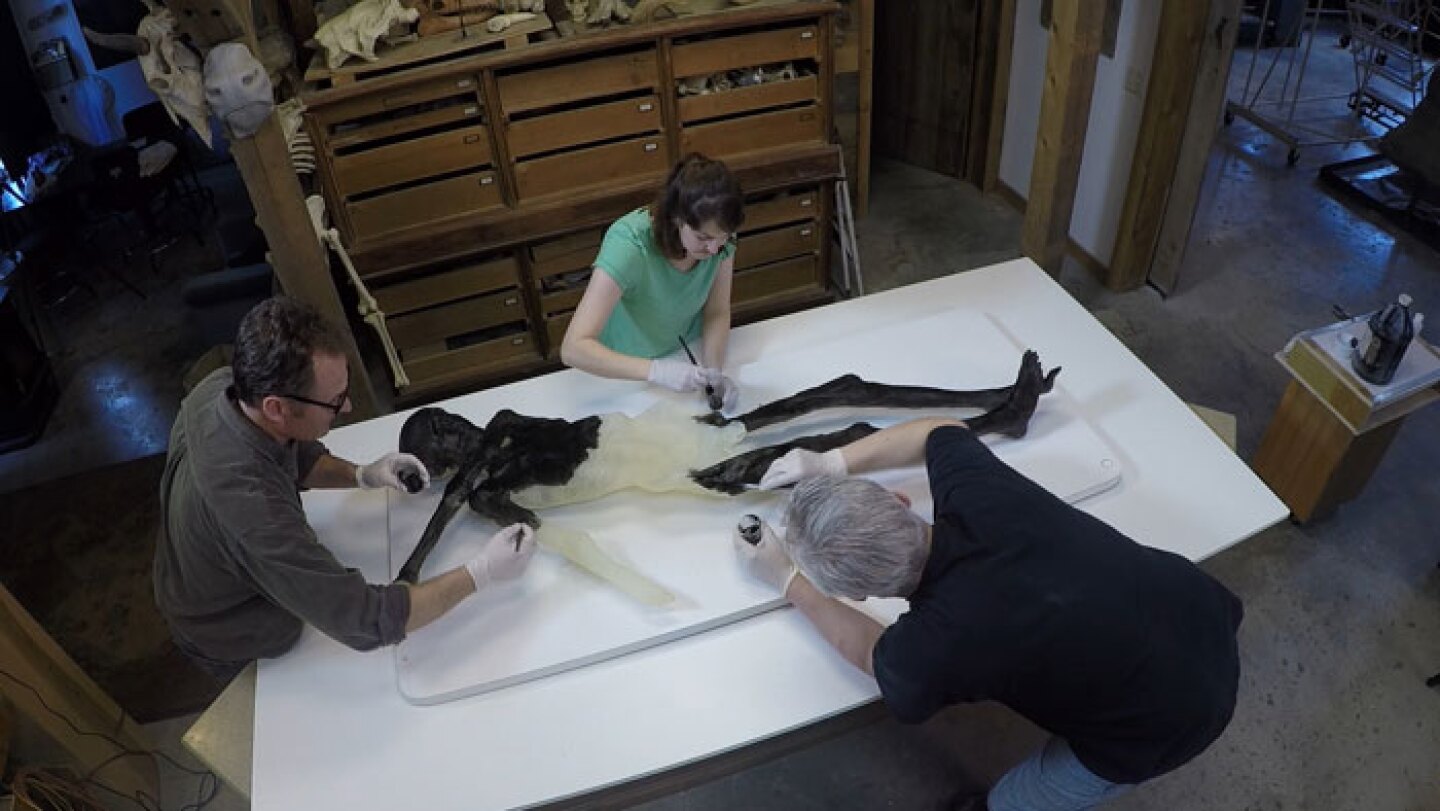 Gary Staab and studio assistants Jeff Compton and Meg Schwend, begin paint process and add dark stain to resin print of Otzi.