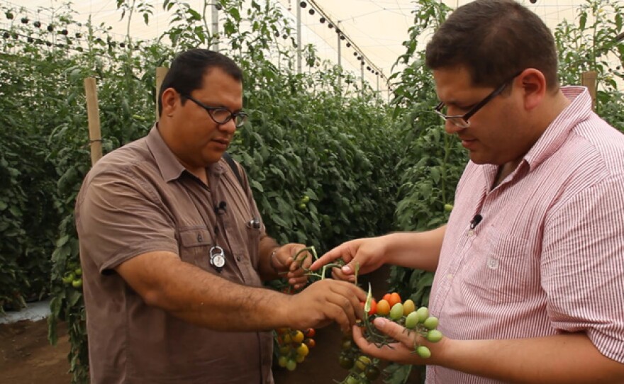 Arturo Rodriguez from Los Pinos Farm explains their tomato farming methods to host Jorge Meraz, and shows us around the greenhouse.