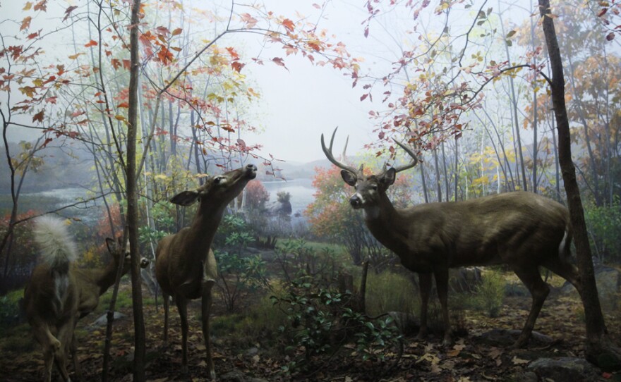 The White-Tailed Deer diorama, completed in 1940