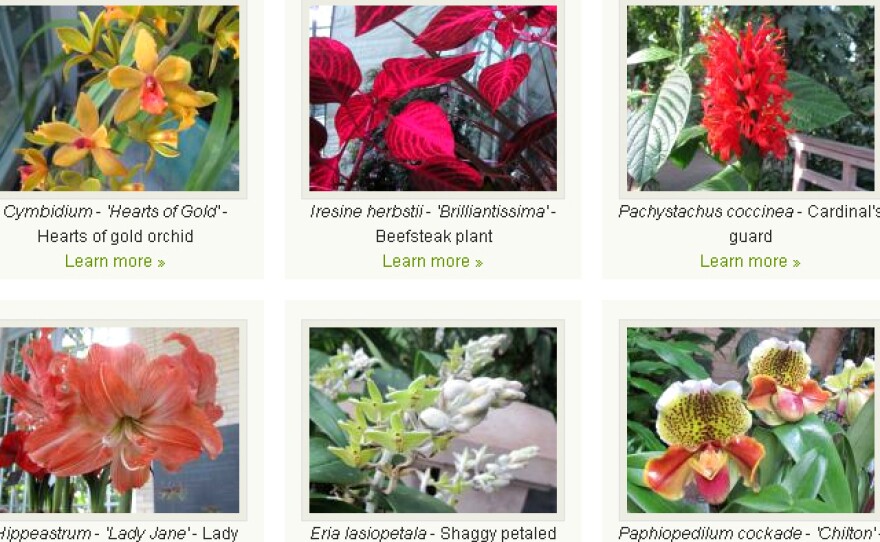The U.S. Botanic Garden, which is closed due to the government shutdown, says a small staff is looking after its plants. The garden's website still highlights part of its collection that's in bloom.