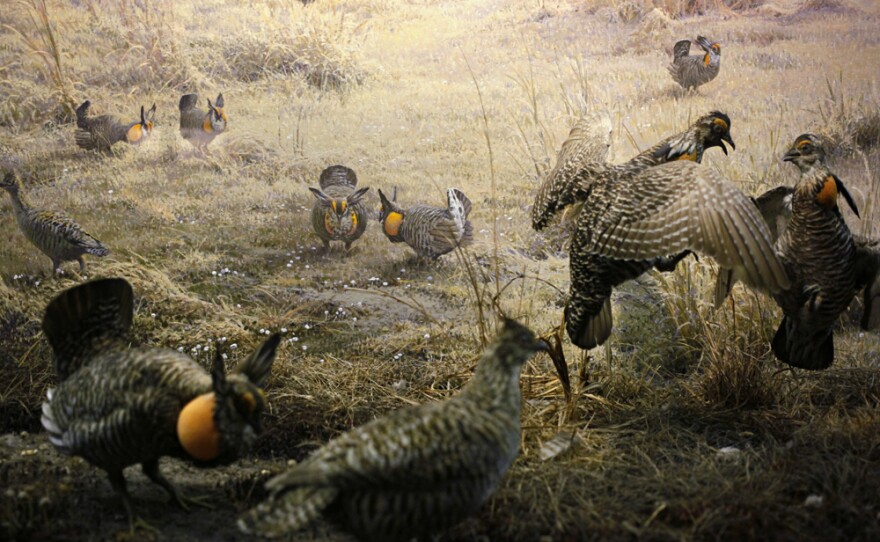 The Upland Gamebirds diorama, significantly reconfigured for the museum's 1964 reopening.