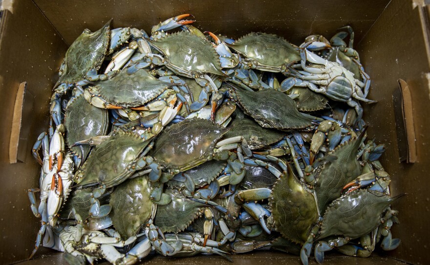A crate of freshly caught blue crabs ready for transport to restaurants on the Texas Gulf Coast.