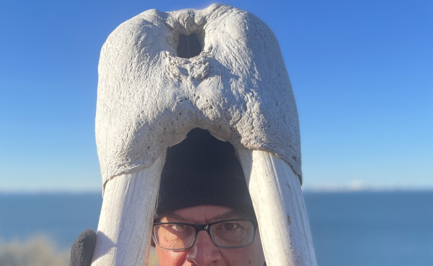 Kirk Johnson, Sant Director of the Smithsonian National Museum of Natural History, holds up a walrus skull with large tusks at Round Island, Alaska.