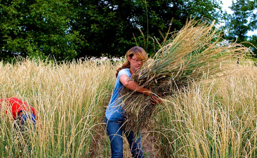 Laura Kemp, a technician at The Land Institute, hand harvests an experimental crop of Kernza in Kansas. Scientists think that this perennial crop could help fight climate change by trapping more carbon in the soil.