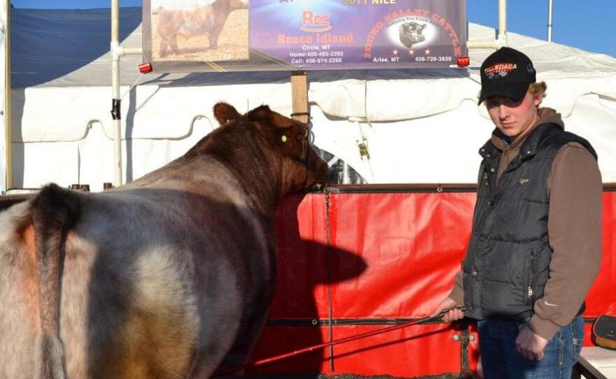 Reece Aglin drove 700 miles from Circle, Mont., to show his purebred shorthorn.