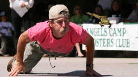 A frog wrangler competes at the Calaveras County Fair & Jumping Frog Jubilee. 