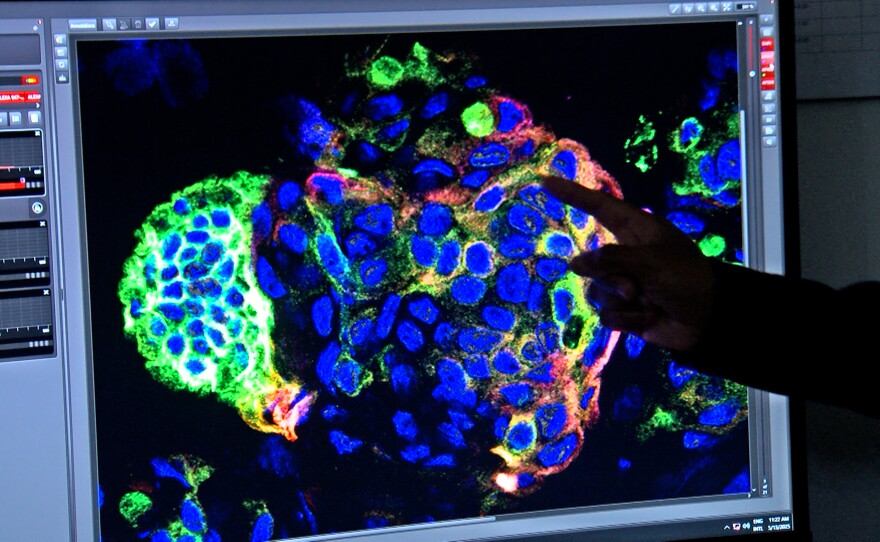 Organoid Lab Local scientists ahead of the curve with alternatives to animal trials ...