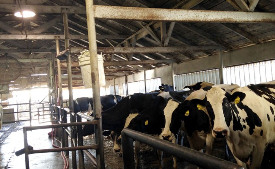 Milking time at the T-Bar dairy milk parlor in Porterville, Tulare County.