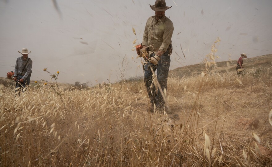 Members of the Evangelical group HaYovel take care of trees they planted earlier in the year outside if the Israeli settlement of Gitit on April 18, 2024.