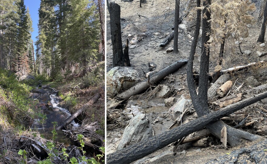 In the Teakettle Experimental Forest, researchers studied forest health and water dynamics among the old-growth (left). The 2025 Garnet Fire burned through at high-intensity, killing many trees (right).