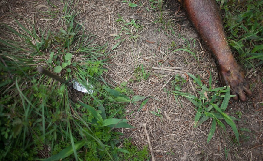 Researchers found that the communities of microbes on decomposing corpses change in predictable ways over time. This could give forensic scientists a "microbial clock" they could use to pinpoint how long someone has been dead.