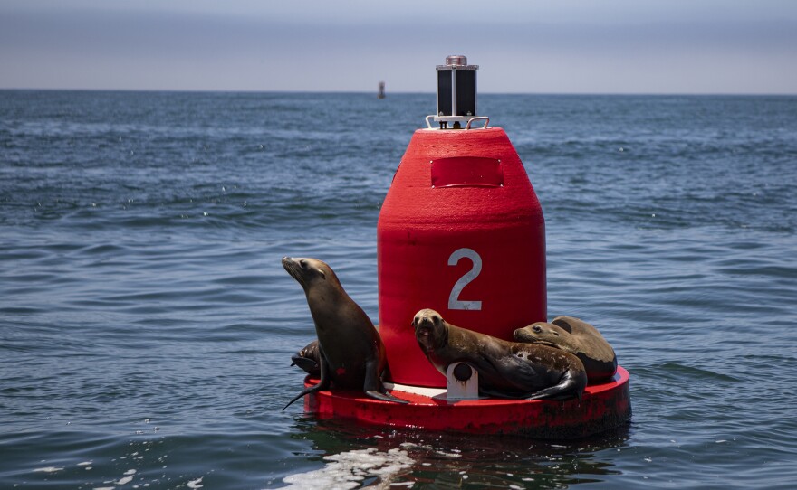 Sea lions resting on a buoy off the shore of Morro Bay on July 18, 2023. Residents are concerned that the offshore turbine project could affect animal life in the area.