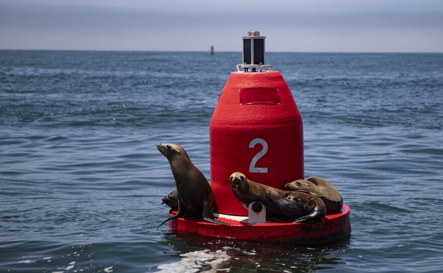 Sea lions resting on a buoy off the shore of Morro Bay on July 18, 2023. Residents are concerned that the offshore turbine project could affect animal life in the area. 