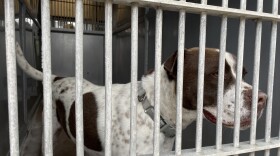 Dogs in kennels at the Bonita shelter are shown in this photo from June 3, 2025. Former shelter employees and volunteers say the dogs spend most of their time in the kennels, waiting to go for a walk or get some playtime. 