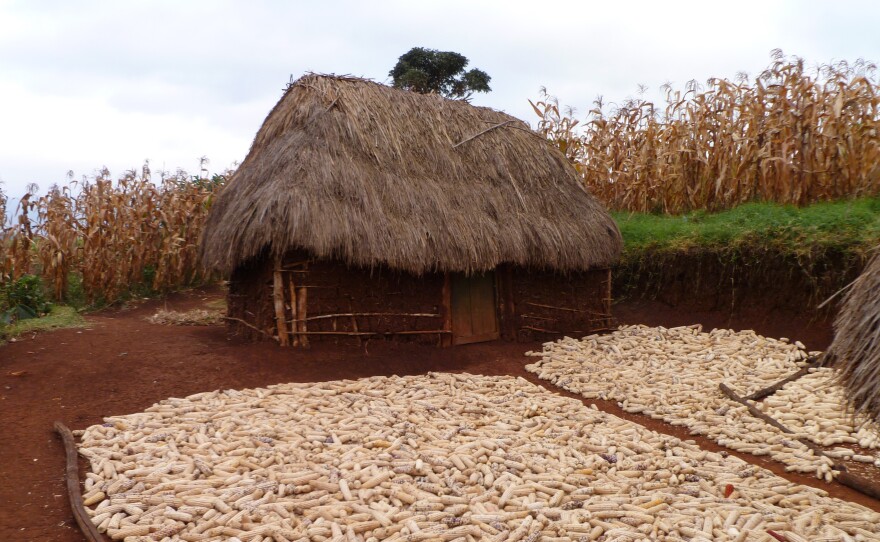 The maize stored outside this farmer's house is a magnet for rodents that could host plague-carrying fleas.