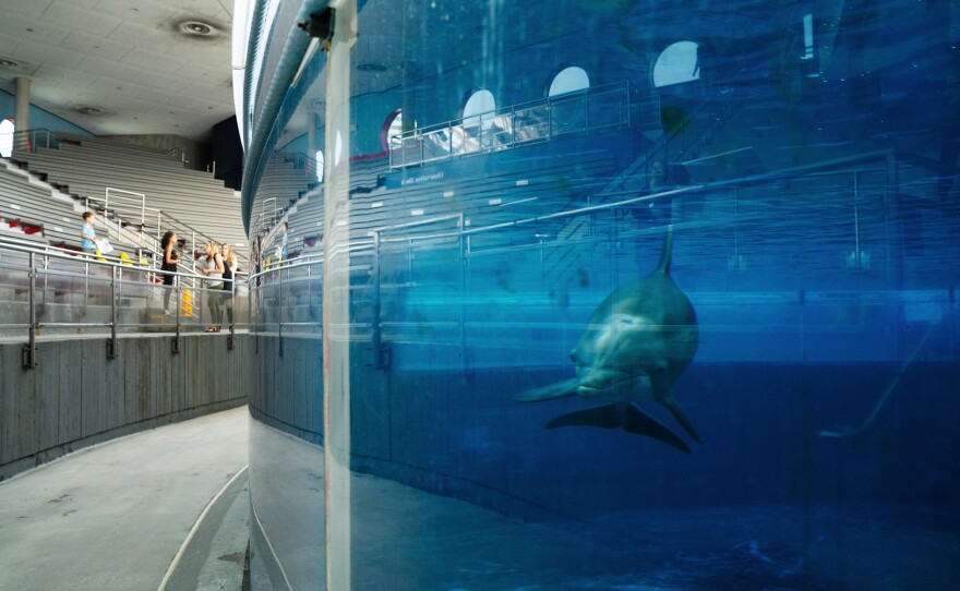A dolphin swims by at an exhibit at the National Aquarium in Baltimore. The aquarium hopes to relocate its dolphins to a sanctuary off the coast of Florida or in the Caribbean.