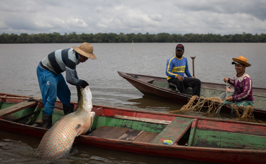 A riverside fisherman pulls a captured pirarucu into his canoe on Nov. 15.