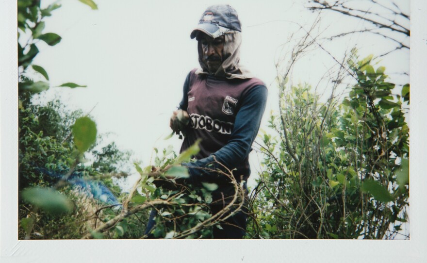 Ariel Ramos, 50, is tearing out coca leaves to be processed into coca paste, a substance that can be smoked or used for making cocaine powder. "I don't need to move to sell coca paste, the buyers come to me. It is easier than planting anything else."