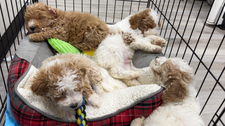 This litter of puppies was advertised for sale on Rosenow's Facebook page, rescued by The Animal Pad. San Diego, Calif. Jan. 12, 2023.