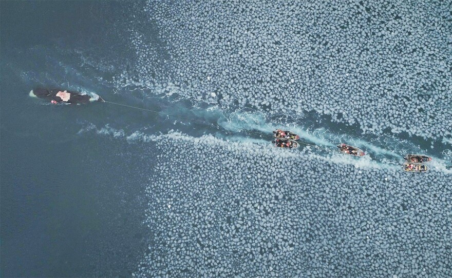 Parting the ice as they tow the whale back home.