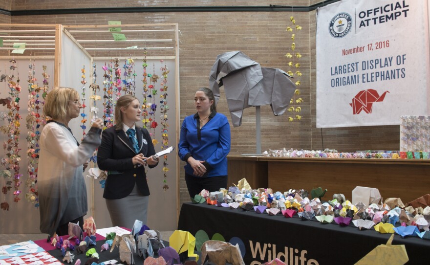 A representative from the Guinness World Record organization observes the over 78,000 origami elephants that were sent to the Bronx Zoo.