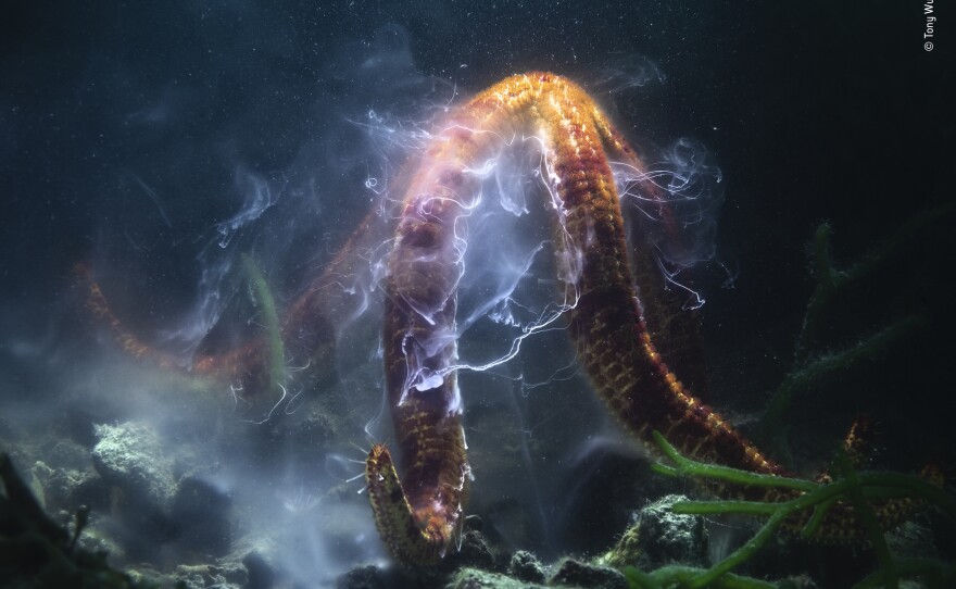 <strong>Underwater Winner: </strong><em>Shooting star. </em>Kinko Bay, Kagoshima Prefecture, Japan. This is a male Leiaster leachi sea star broadcasting sperm into murky water in a shallow bay. Other nearby sea stars were broadcasting sperm and eggs into the water in synchrony.