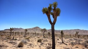 Joshua Tree National Park 