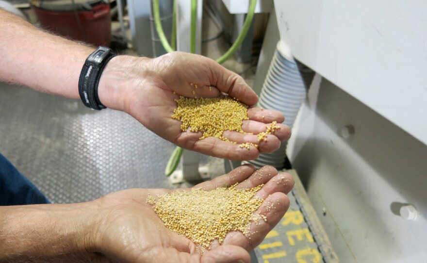Before it can be eaten and digested by humans, millet needs to have a thin hull removed. Only a few millet processing facilities exist in the U.S.