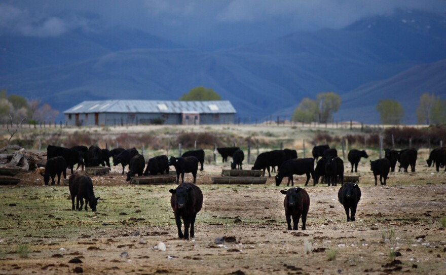 A herd of cattle belonging to rancher Alan Martinell is penned up in its winter quarters outside the valley. In the spring Martinell will move the herd to the valley to graze. Ranchers usually consider sagebrush a nuisance because it can crowd out the grasses and plants cattle like to eat.