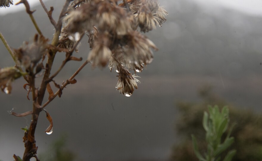 A plant soaked with rain is seen in near Lake Hodges. Feb. 20, 2024.